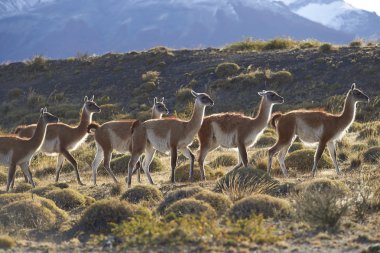Torres del Paine Ulusal Parkı 'nda Guanaco