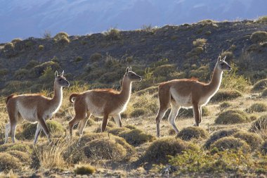 Torres del Paine Ulusal Parkı 'nda Guanaco