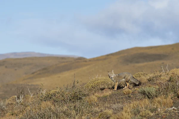 Zuid-Amerikaanse grijze Fox — Stockfoto