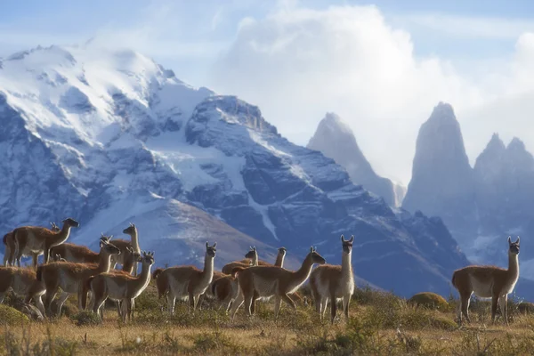 Guanaco v národním parku Torres del Paine — Stock fotografie