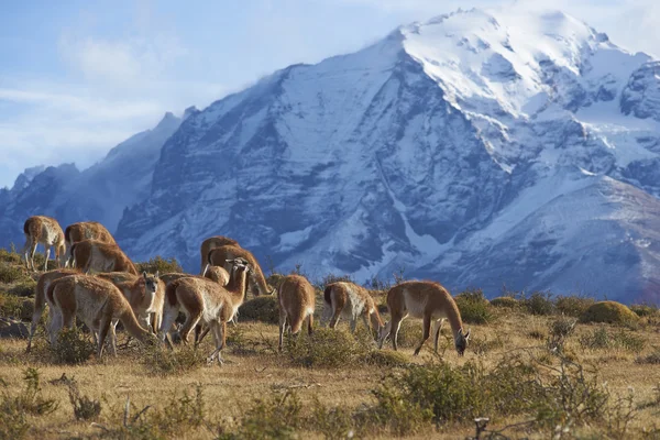 Guanaco v národním parku Torres del Paine — Stock fotografie