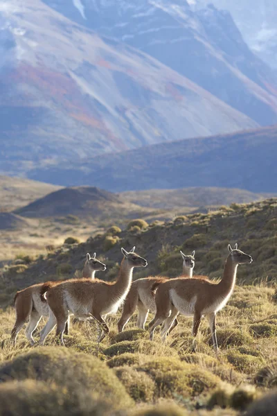 Guanaco im Torres del Paine Nationalpark — Stockfoto