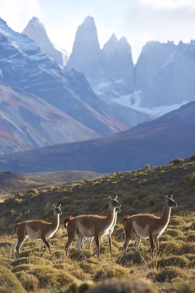 Guanaco im Torres del Paine Nationalpark — Stockfoto