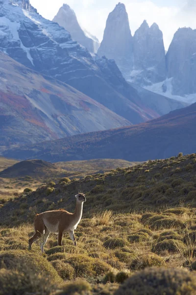 Guanaco im Torres del Paine Nationalpark — Stockfoto