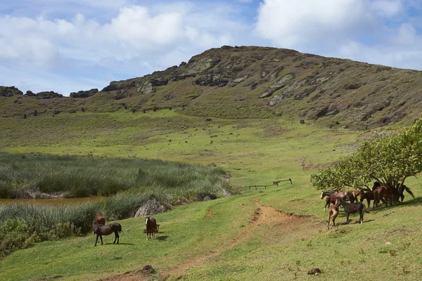 Rano Raraku, Velikonoční ostrov — Stock fotografie