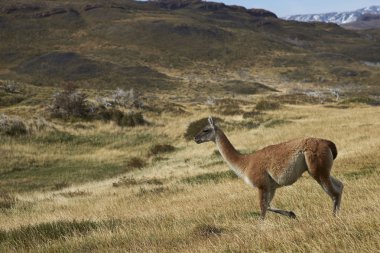 Torres del Paine Ulusal Parkı 'nda Guanaco