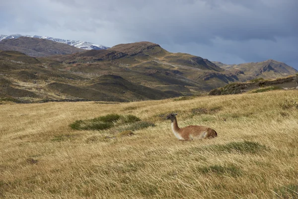 Guanaco in Torres del Paine National Park — Stock Photo, Image