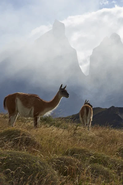 Guanaco no parque nacional Torres del Paine — Fotografia de Stock