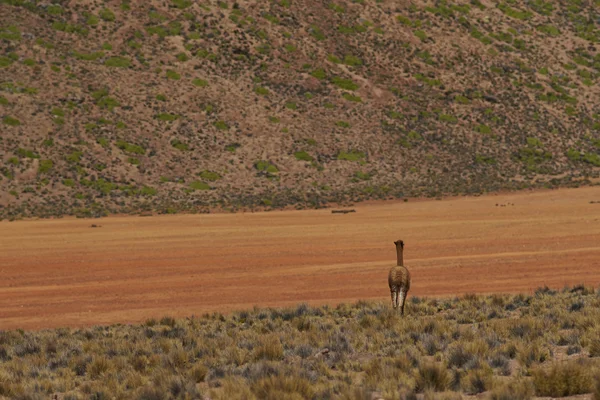 Vicuna on the Altiplano — Stock Photo, Image