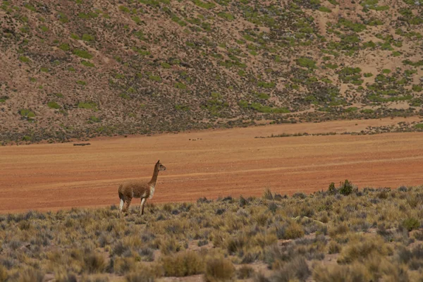 Vicuna auf dem altiplano — Stockfoto