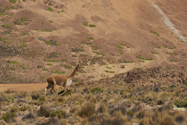 Vicuna on the Altiplano — Stock Photo, Image