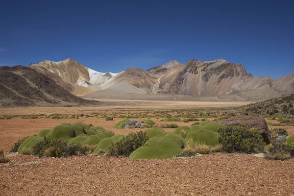 Landschaft des Altiplanos — Stockfoto