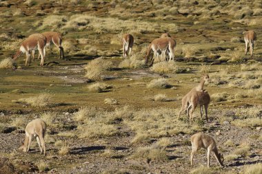 Altiplano üzerinde oynarken vicuna