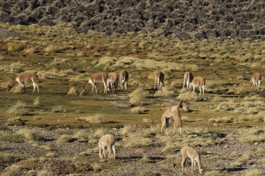 Altiplano üzerinde oynarken vicuna
