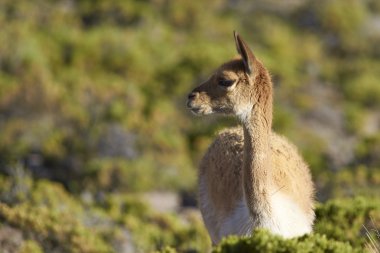 Vicuna Altiplano üzerinde