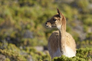 Vicuna on the Altiplano clipart