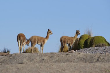 Vicuna Altiplano üzerinde