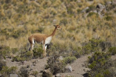 Vicuna Altiplano üzerinde