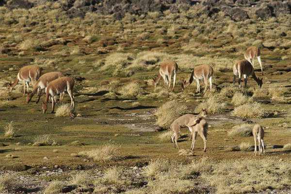 Vikunja spelar på Altiplano — Stockfoto
