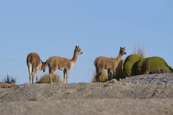 Vicuña op de Altiplano — Stockfoto