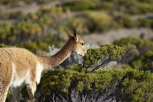 Altiplano에 비 큐 나 — 스톡 사진