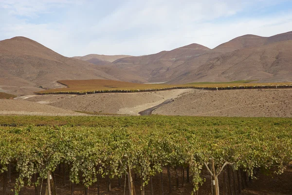Scenic Shot Vineyard Mountains Chile — Stock Photo, Image