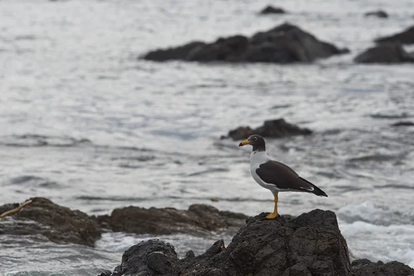 Szenische Aufnahme Der Wunderschönen Küste Chile — Stockfoto