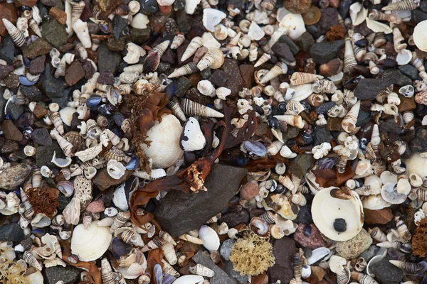 Seashells na costa do Chile — Fotografia de Stock