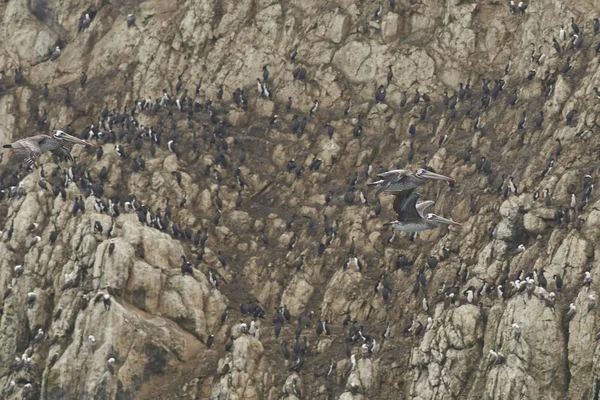 Kudde Van Pelikaan Vogels Bergen Achtergrond — Stockfoto