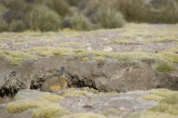 ภูเขา Viscacha บน Altiplano — ภาพถ่ายสต็อก