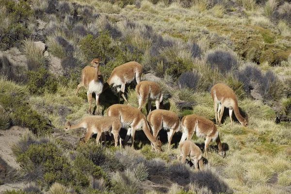 Vicuna ใน Altiplano — ภาพถ่ายสต็อก