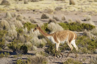 Vicuna Altiplano üzerinde