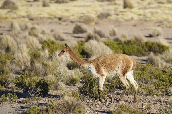 Vicuna Altiplano üzerinde
