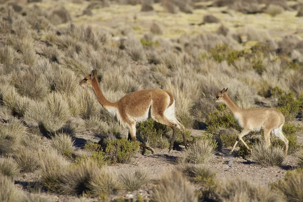 Vicuna ve Genç — Stok fotoğraf