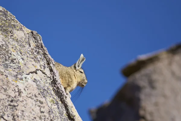 Berg Viscacha in het Nationaal Park van Lauca — Stockfoto