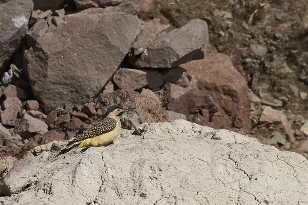 Pájaro carpintero del Altiplano — Foto de Stock