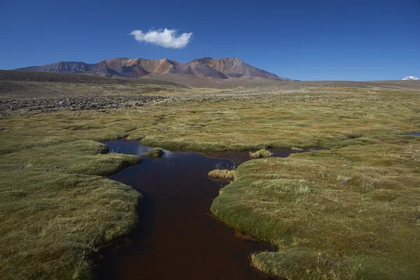 Lauca Nemzeti Park — Stock Fotó