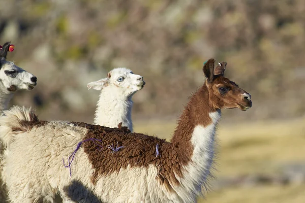 Llama on the Altiplano — Stock Photo, Image