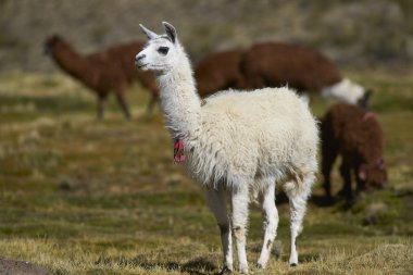 Lama ve alpaka Altiplano üzerinde otlatma
