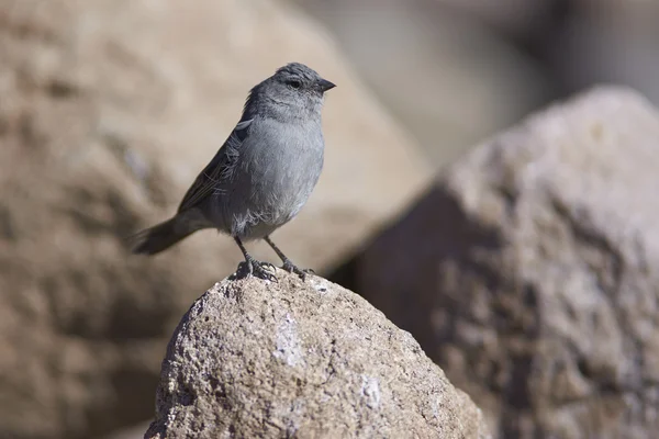 Plumbeous Sierra-Finch — Stockfoto