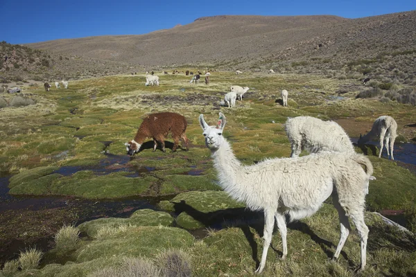 骆驼和羊驼放牧对高原 — 图库照片
