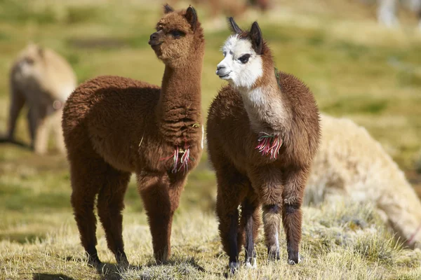 Alpaka-Baby auf dem Altiplano — Stockfoto