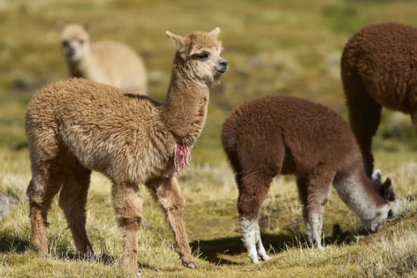 Bebé Alpaca en el Altiplano — Foto de Stock