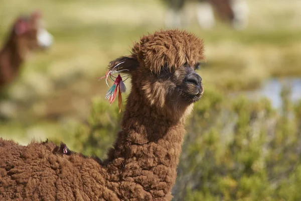 Portret van een alpaca — Stockfoto