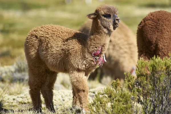 Baby alpaka a Altiplano — Stock Fotó