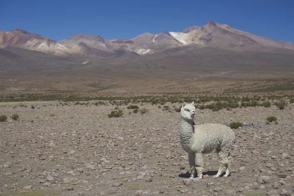 Alpaca in Lauca National Park — Stock Photo, Image