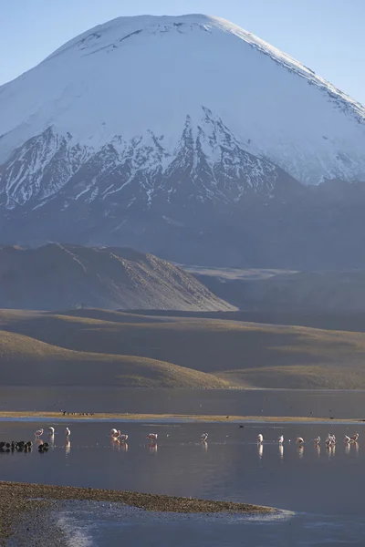 Chilean Flamingos on the Altiplano — Stock Photo, Image