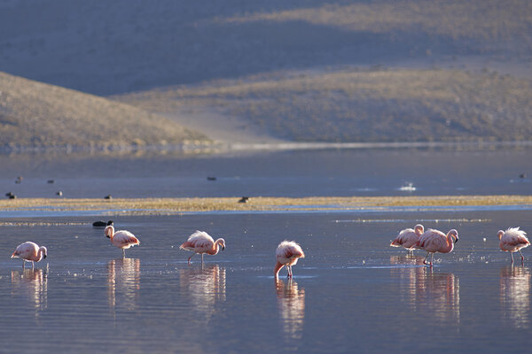 Чилийские фламинго на Альтиплано
