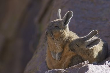 Mountain Viscacha Snuggling clipart