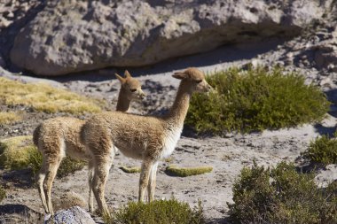 Genç Vicuna Altiplano üzerinde